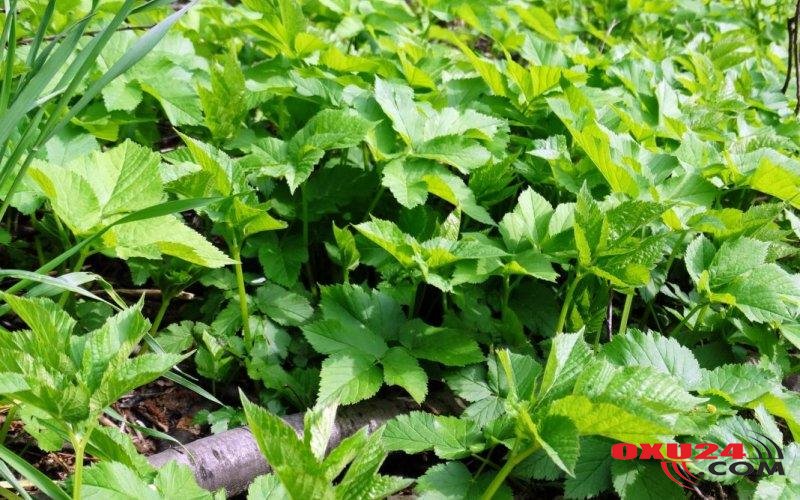 Şişləri əridən, ürəyi dirildən ot - Büryanla müalicə