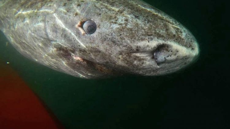 Alimlər ŞOKDA - 500 yaşlı akula tapıldı / Foto