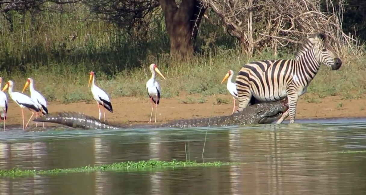 Vahiməli görüntü: Timsah zebranın ayağını qopardı