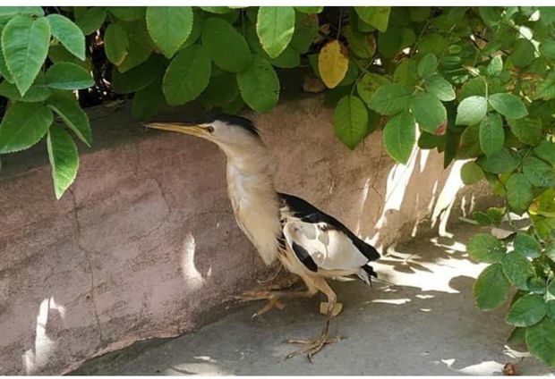 Bakıda tapılan quş çox təhlükəli imiş, şikarını gözündən vurur - FOTO