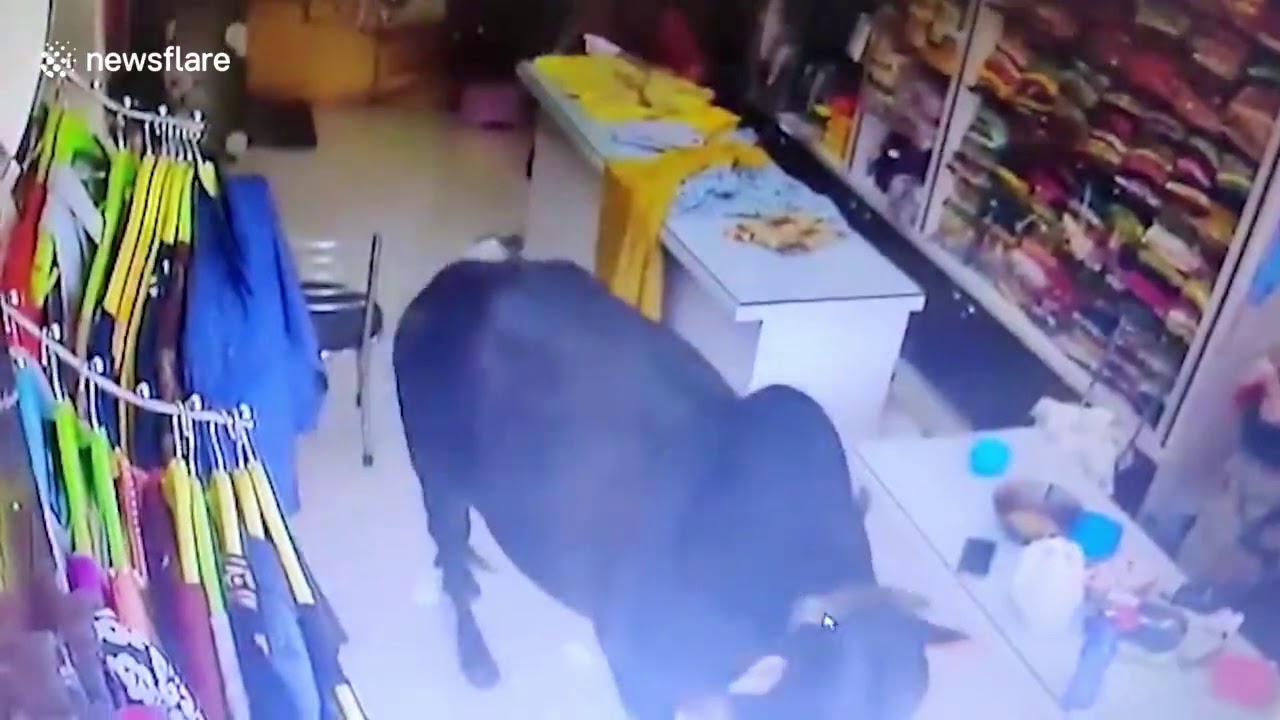 Dəhşətli anlar kameraya düşdü: Öküzlər dükanın şüşəsini sındırıb qadınları əzdi