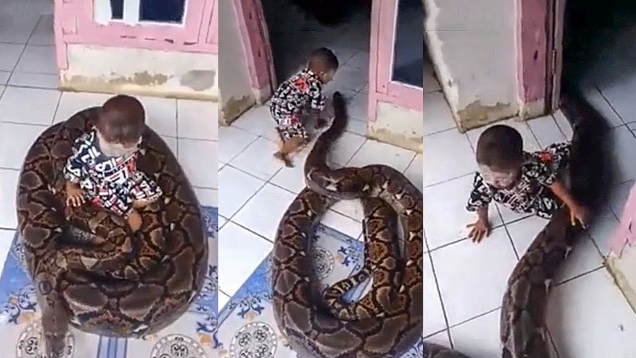 Qorxunc görüntü: Azyaşlı  uşaq  piton ilanının yanında nə edir?