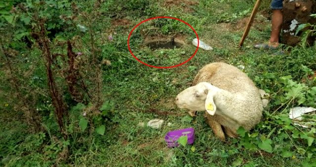 Qurbanlıq üçün gətirilən qoyun qaçdı: Görün sonra hansı vəziyyətdə tapıldı