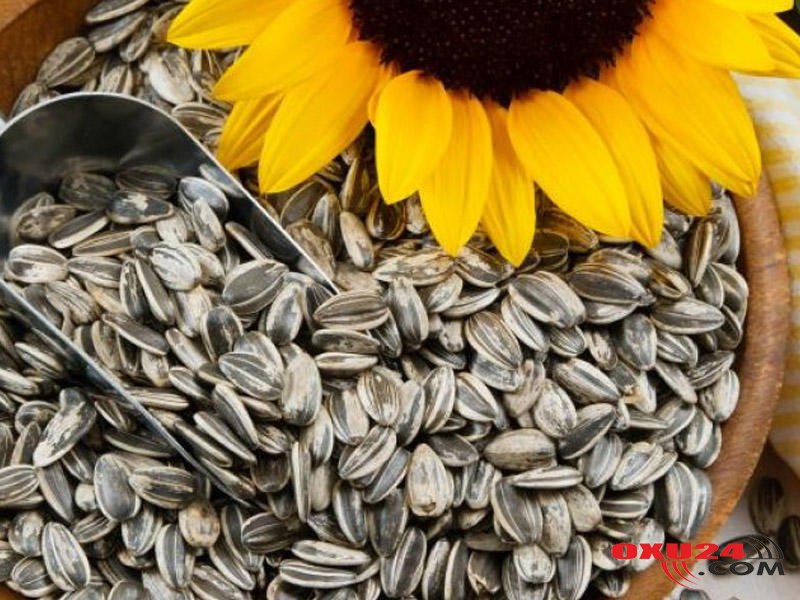 Dərinin tez qocalmasını və mədə turşuluğunu tənzimləyir... GÜNƏBAXAN TUMUNUN FAYDALARI