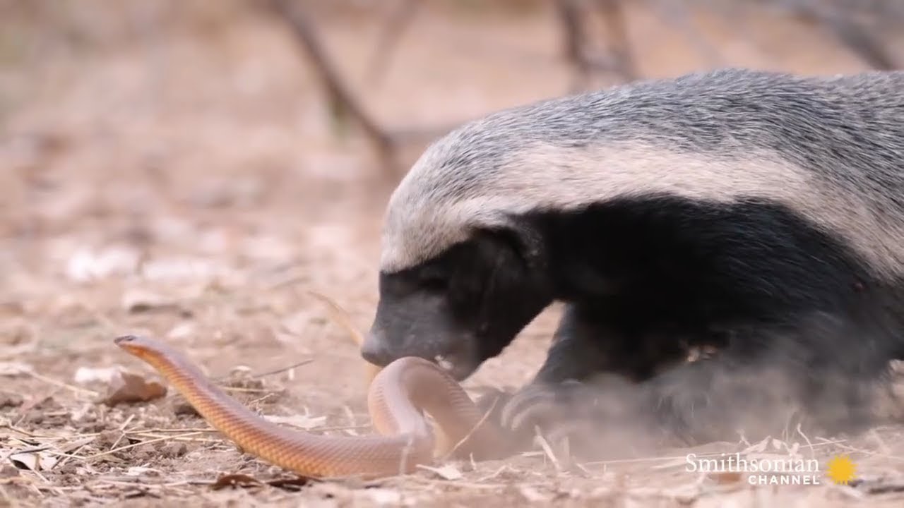 Dəhşətli anlar: İlanla porsuğun ölüm dirim savaşı