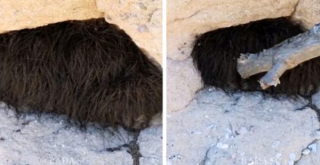 Tüklü  canlıya  çubuqla  toxunan  turistlər  pəşman oldu!