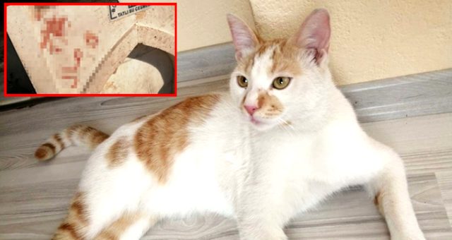 Türkiyədə iyrənc HADİSƏ: Pişiyin qanı ilə divara ərəbcə görün nə yazdılar