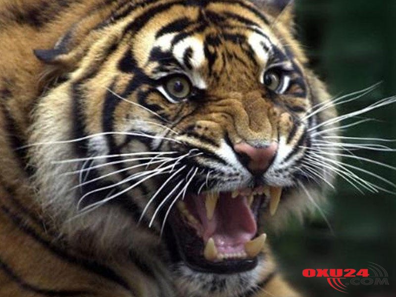 Pələng kənd sakinini parçaladı, ailəsi sümüklərini meşədən tapdı...