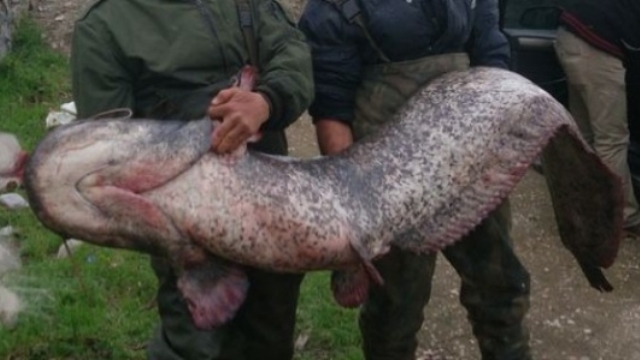 Dənizdə peyda olan qorxunc  varlıq canlıları parçalayır, gəmilərə hücum edir