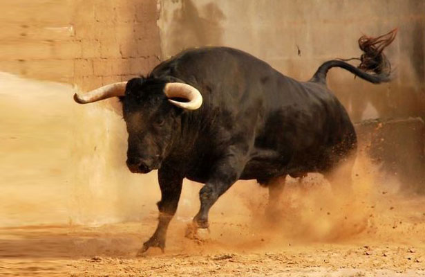 Azərbaycana yeddi kiloqram öküz sperması İDXAL OLUNDU