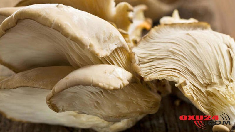 Bu bitki prostat xərçənginin qarşısını alır