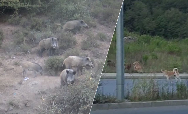 Şəhərin mərkəzində dəhşət! Donuzlar itlərə və insanlara hücum çəkdi
