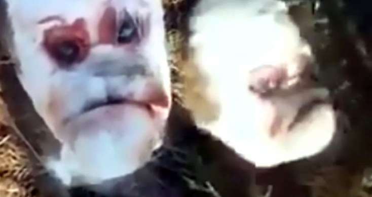 İnsan üzlü buzov doğuldu - VİDEO