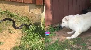 Собаки захотели спасти хозяйку от змеи, но все пошло не так - видео