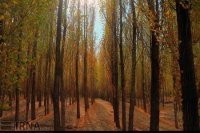 Payız depressiyasının səbəbləri