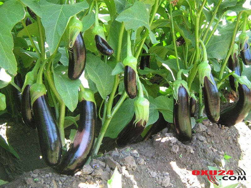 Badımcanın saplaqlarını atmayın, faydalıymış