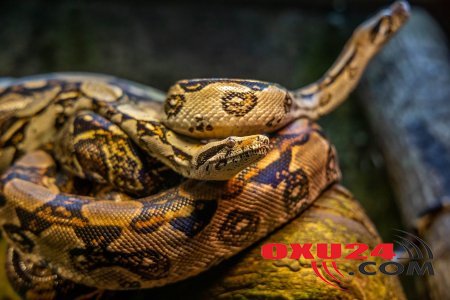 Goranboy sakinini ilan sancıb