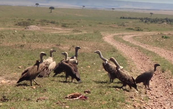 Dəhşətli görüntü: Quzğunlar ceyranı diri-diri parçaladı