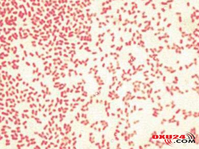 Ölümcül xəstəliklərə qarşı sadə bir vasitə tapıldı