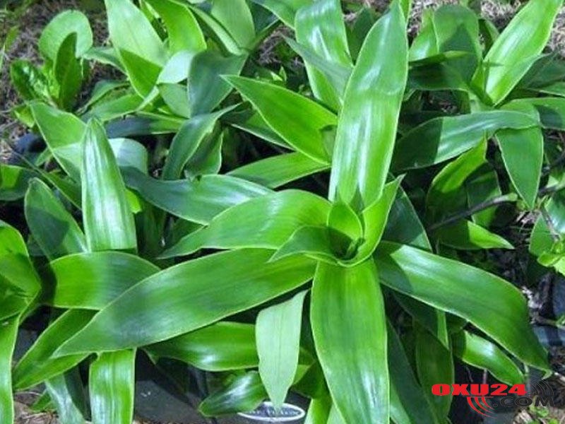 Vərəmdən tutmuş xərçəngə kimi – Qızıl bığ bitkisi ilə sağalan qadın