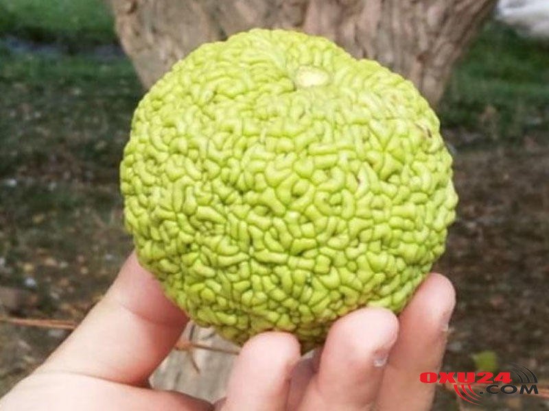 Bakıda zibil kimi atılan Meymun almasının möcüzəvi sirri