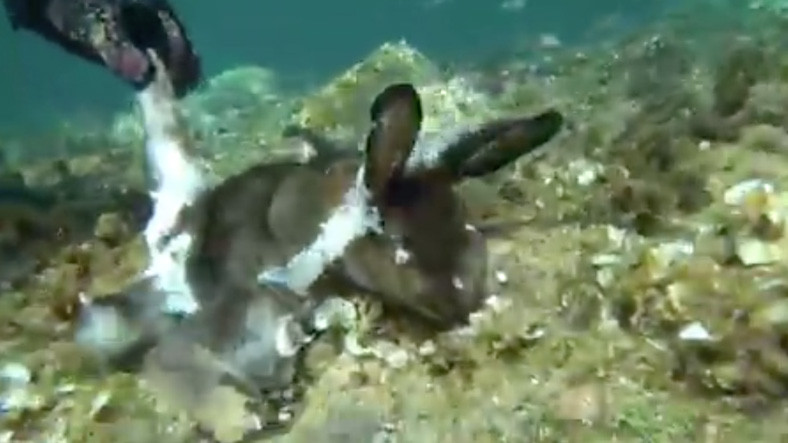 Dəhşətli görüntü: Dəniz ilbizi dovşanı parçaladı