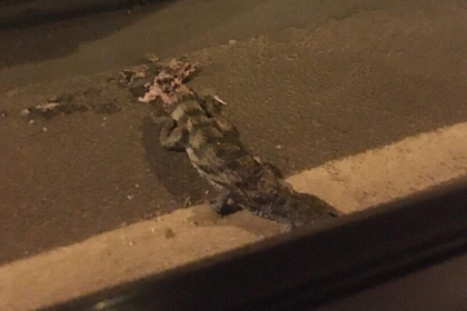 Sirkdən qaçan timsahı maşın vurdu - Rusiyada kuryoz olay