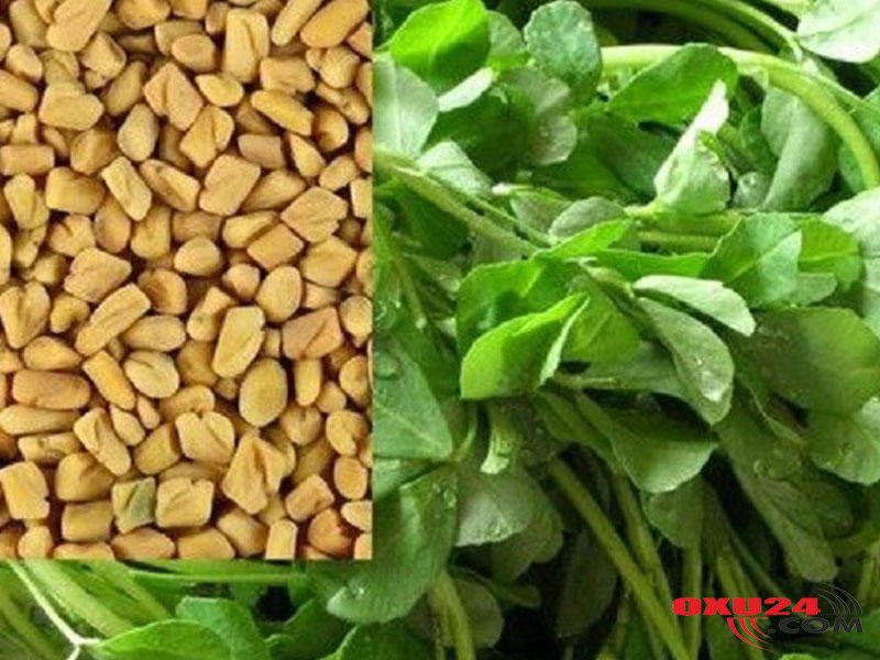 Sağlamlıq üçün tövsiyə edilən möcüzəvi ÇƏMƏN OTU