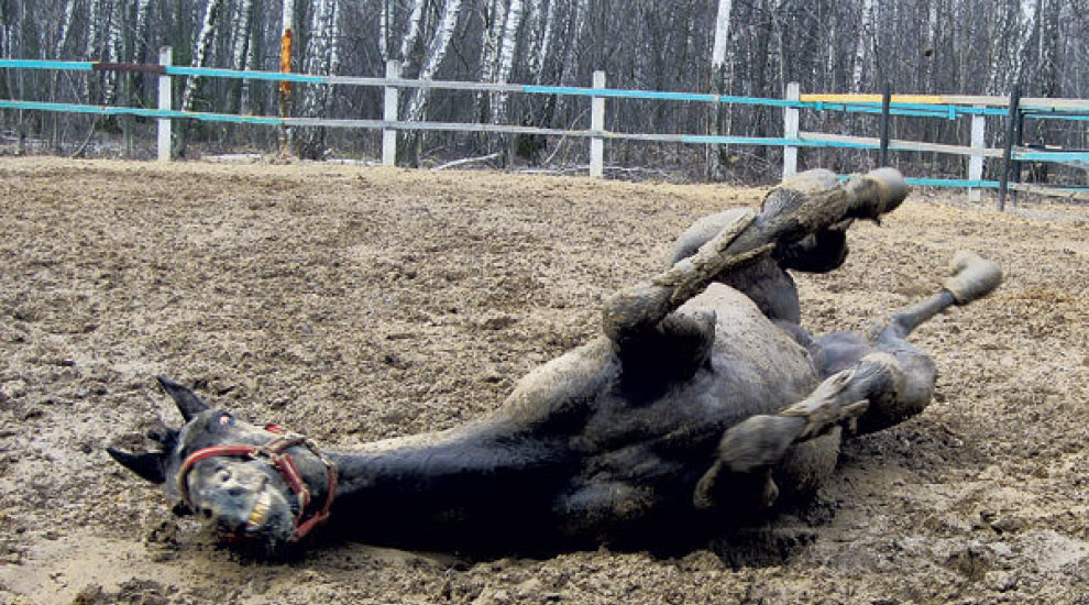 Dişi At bir zərbə ilə erkək atı öldürdü