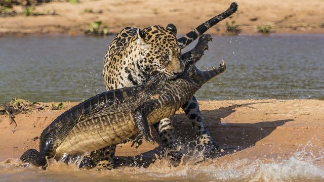 Yaquar timsahı iki saniyəyə öldürdü