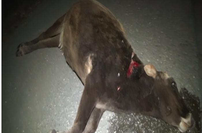 İnək qəzaya səbəb oldu -Yaralılar var