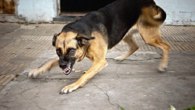 Bakıda dəhşətli hadisə: İt 4 yaşlı uşağı parçalayaraq öldürdü