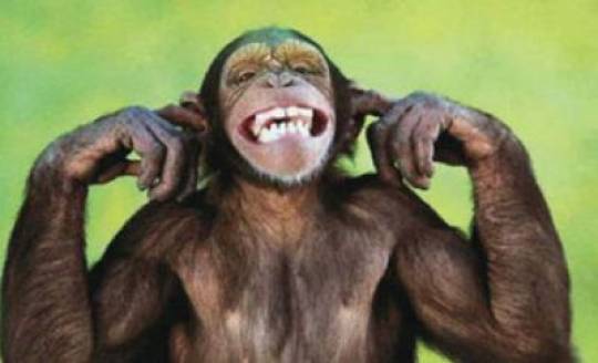 İnsan genləri meymuna yeridildi - Nəticə şok etdi