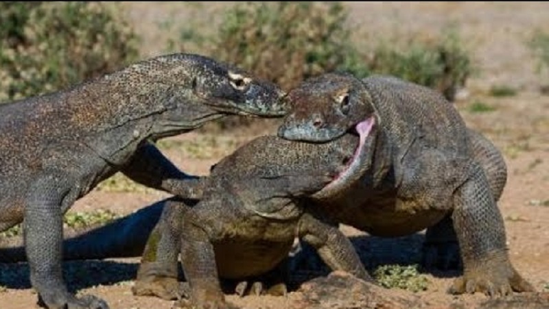 Dəhşət: əvvəl şikarını zəhərlədi, iflic etdikdən sonra diri-diri parçaladı