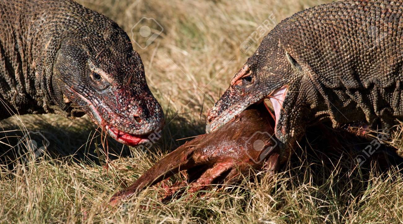 2019-10/1572076876_65980727-dragons-de-komodo-mangent-leur-proie-indonsie-parc-national-de-komodo-une-excellente-illustration-.jpg