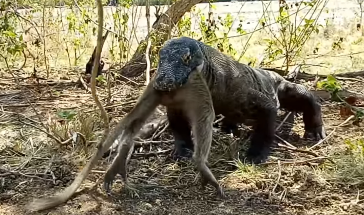 This Komodo Dragon Swallowing A Monkey Whole Is Like A Horror Movie Coming To Life