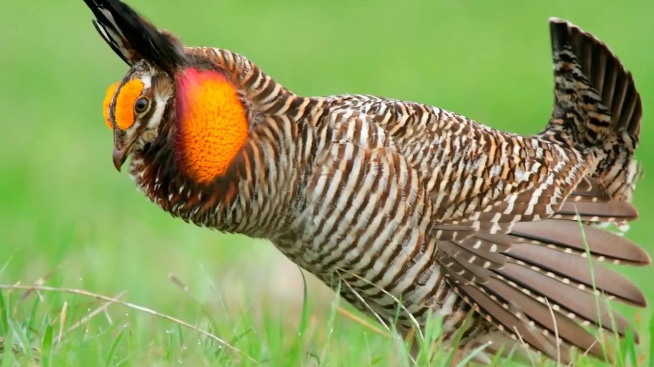 Bu quşlar görənləri heyrətə gətirir