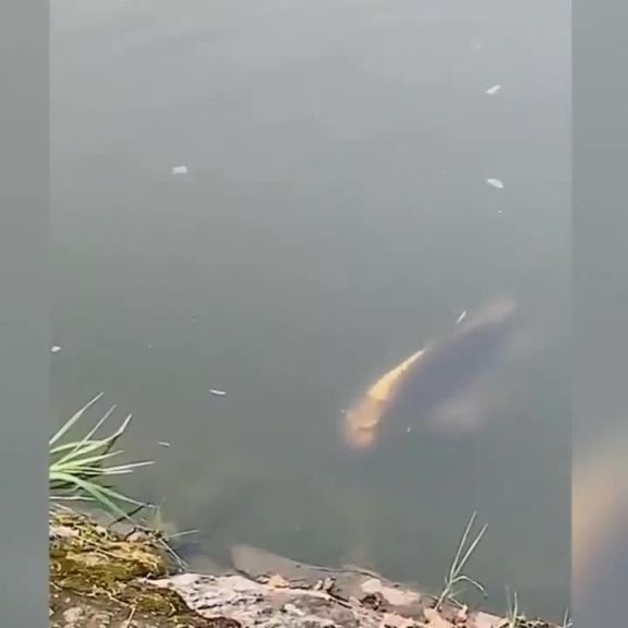 \\\"İnsan başlı\\\" balıq görüldü - İNANILMAZ