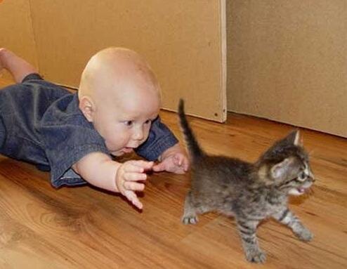 Bakıda DƏHŞƏT: pişiklə oynayan UŞAQ ÖLDÜ