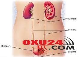 Sidikçıxarıcı yolların infeksiyalarında bitki preparatlarının rolu