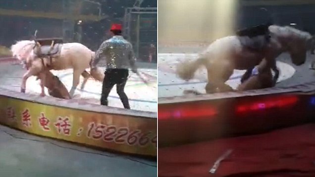 Sirkdə dəhşətli anlar: Şirlər ata hücum etdi,insanlar qorxuya düşdü