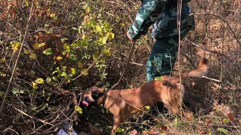 Azərbaycanda meşədə gizlədilmiş silah-sursat tapıldı