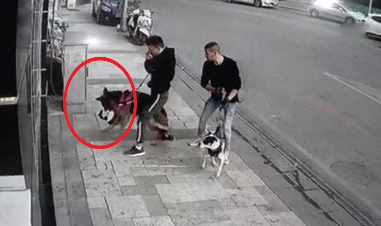 Şəhərin mərkəzində dəhşətli anlar kamerada: İt pişiyi parçaladı
