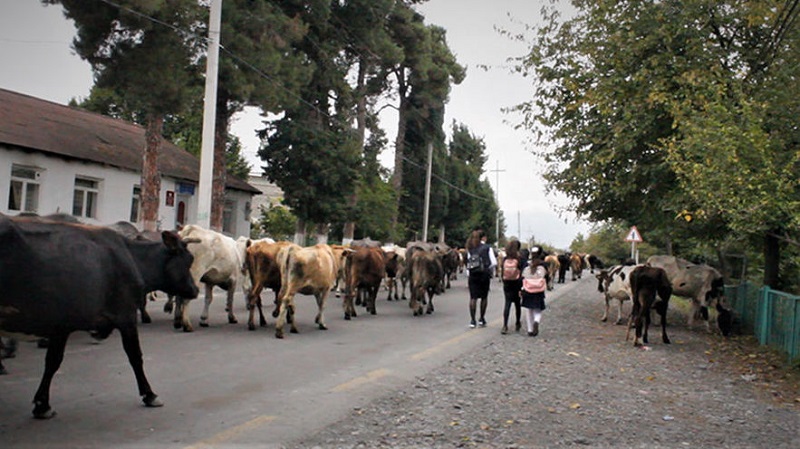 İnəkləri asfalt yola çıxaranlar cərimə olunacaq