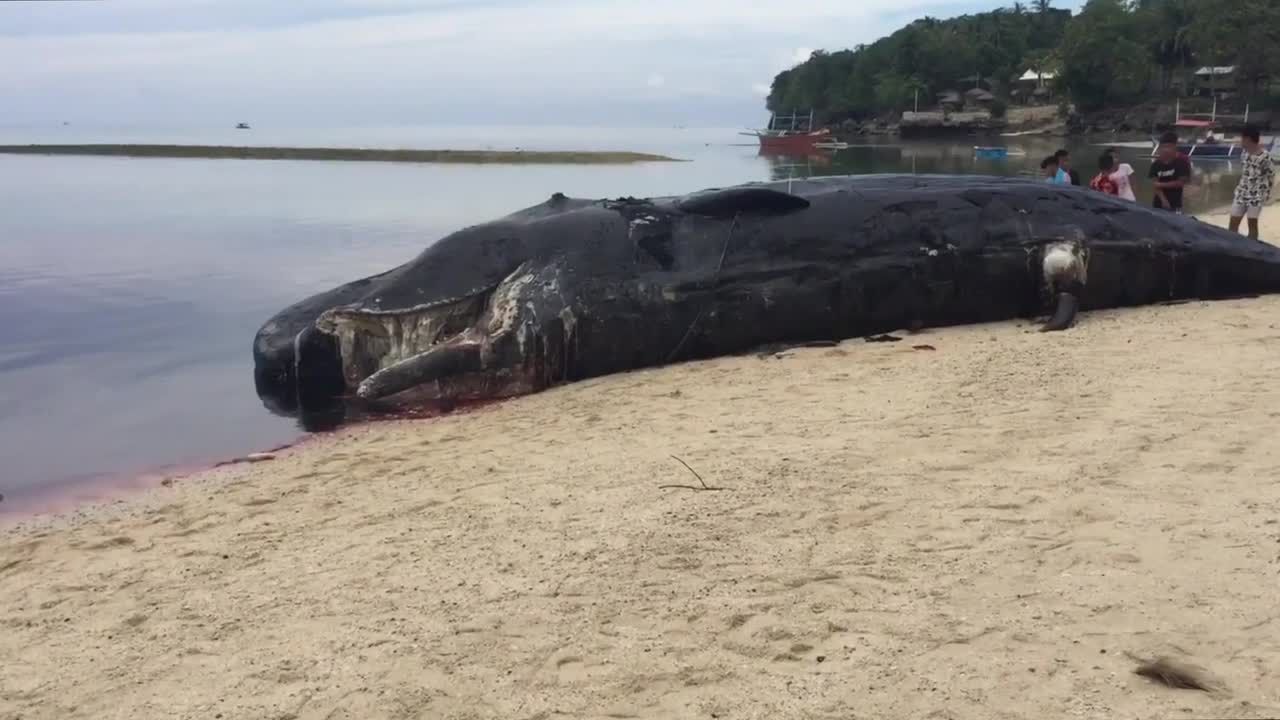 Sahildə tapılan nəhəng canlı insanları qorxuya saldı: 12 metr uzunluğu var