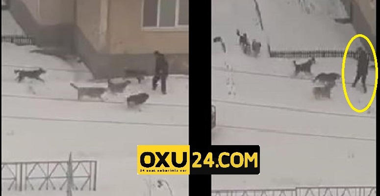 Dəhşətli görüntü: Ac itlər küçədə kişiyə hücum çəkdi