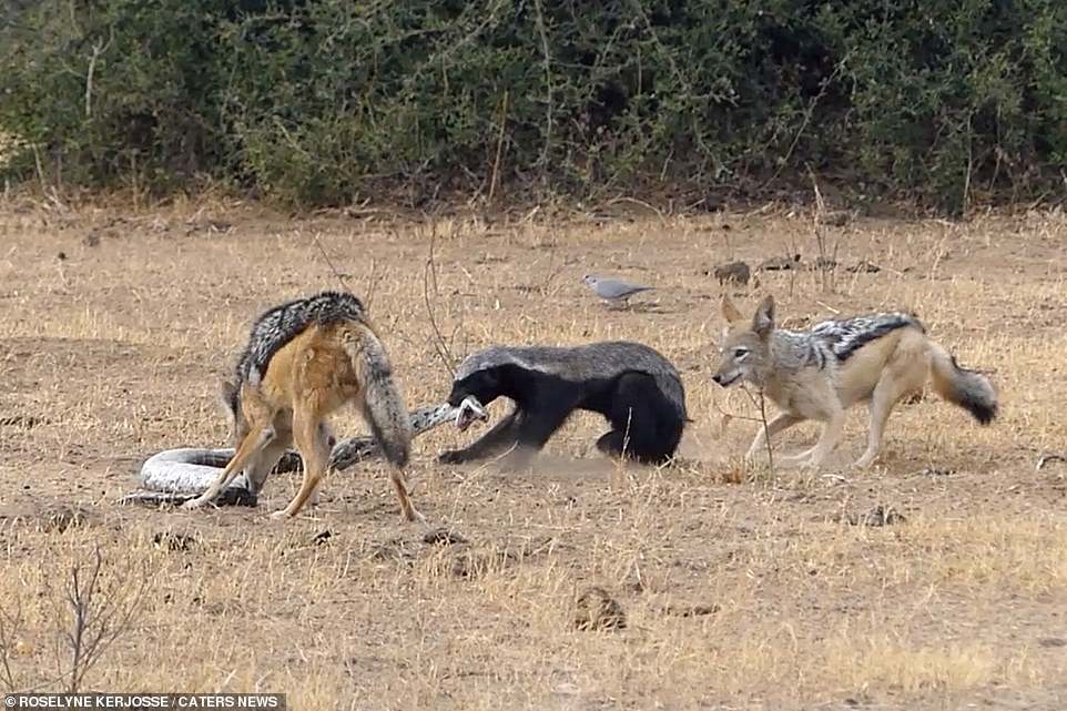 Nəhəng ilan porsuğu diri-diri udarkən  görün  nə oldu (VİDEO)