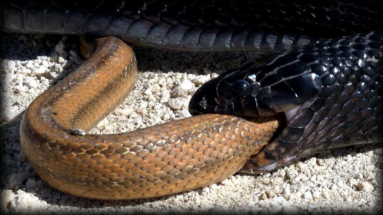 İlan digər ilanı diri-diri yedi - 18+VİDEO