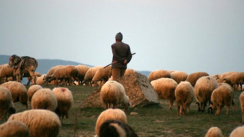 Saatlıda çoban güllələnərək qətlə yetirildi