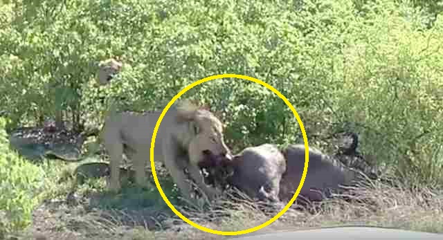 Dəhşətli görüntü: Şir camışın balasını qarnından çıxarıb yedi (18+VİDEO)